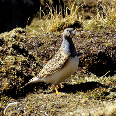 Chukar